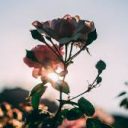 Crazy little thing called life